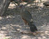 Chachalaca, Noisy birds with character !!