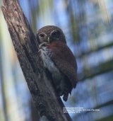 Chestnut-backed Owlet, endemic to Sri Lanka, and apparently one of the hardest endemics to see, but we were very lucky and had wonderful views in the Kitulgala Tea Garden.