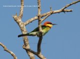 Chestnut-headed Bee-eater. Yala National Park