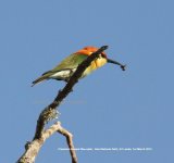 Chestnut-headed Bee-eater