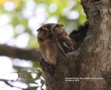 Collared Scops Owl. This cute little owl was perched in a hole in an old tree way above our heads, in the carpark to the Elephant Sanctuary
