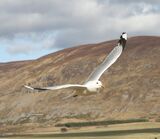 Common Gull, Findhorn Valley