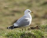 Common Gull, Findhorn Valley