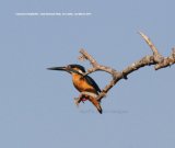 Common Kingfisher. This is the Kingfisher we have here in the UK, it was odd to see it in Sri Lanka.