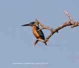 Common Kingfisher