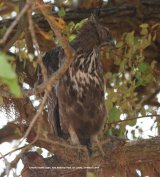 Crested Hawk Eagle. Yala National Park.