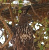 Crested Hawk Eagle