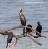 Darter & Little Cormorants