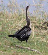 Darter