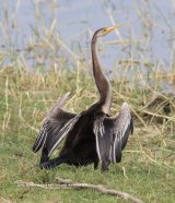 Darter, I just love these birds and was thrilled to photograph them at Bundala.