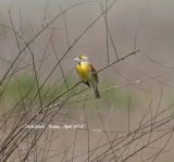 Dickcissel, beautiful birds, but only seen distantly