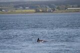 Dolphins at Chanonry Point, Black Isle