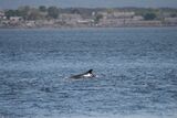Dolphins at Chanonry Point, Black Isle