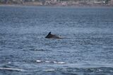 Dolphins at Chanonry Point, Black Isle
