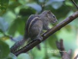Flame Striped Palm Squirrel. Tiny squirrel in the Kitulgala Tea Garden.