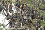 Fruit Bats - Flying Foxes