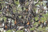 Fruit Bats - Flying Foxes. Hundreds of them roosting in this tree