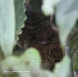 Frogmouth. Oh so cute ! and a real treat to see, nestled in amongst the leaves, if it hadn't have been for Prasandra, our Sinharaja guide, we would have missed this wonderful sight.