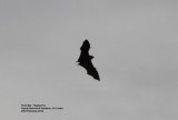 Fruit Bat. Wow Flying Foxes, there was a colony of these bats in Victoria Park, but the colony trees were distant, Sandun assured me I would get better views elsewhere !!!