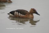 Fulvous Whistling Duck, damp dabbling duck !!