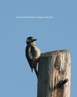 Great Spotted Woodpecker ~ 2011