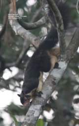 Giant Squirrel. Giant is the correct name for this splendid two-tone squirrel. We saw several whilst in Sri Lanka, but this one was seen on a nature walk around Kitulgala Village