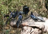 Great-tailed Grackle - group display !!!