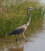 Great Blue Heron, huge elegant bird