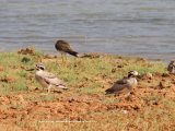 Great Thick Knee