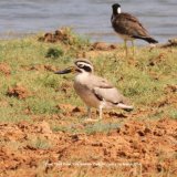 Great Thick Knee. Prehistoric looking birds, we see the smaller Stone-curlew every year in Norfolk UK.