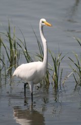 Great White Egret