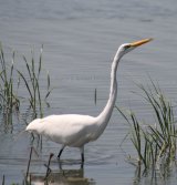 Great White Egret we are seeing more and more of these in Britain now, lovely elegant birds