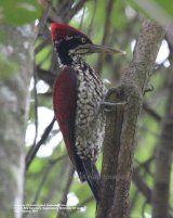 (Greater) Crimson-backed Goldenback Woodpecker. We were in the middle of a quite dense wood, standing on a slope, crouched down under a low hanging tree branch to get a better view of this fantastic bird, under the circumstances I think the photos were quite good.