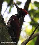 (Greater) Crimson-backed Goldenback Woodpecker