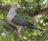 Green Imperial Pigeon. Such a handsome bird. He was spotted in a bush just outside our garden room at the Hibiscus Garden Hotel.