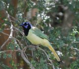 Green Jay