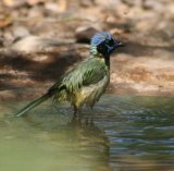 Green Jay, love taking photos of birds bathing