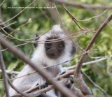 Grey Langour, Bill snapped this picture of a very surprised looking teenager