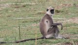Grey Langour, very inquisitive monkeys, quite happy to sit and watch you drive by.