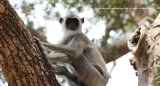 Grey Languor. Lots of these monkeys in Yala, quite happy to sit and watch you go by.