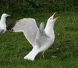 Herring Gull