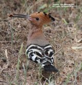 Hoopoe. We have seen many Hoopoes over the years, in the UK, Spain, Hungary and Greece. These ones in Sri Lanka are a sub-species and endemic.