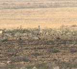 Houbara Bustard