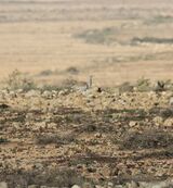 Houbara Bustard