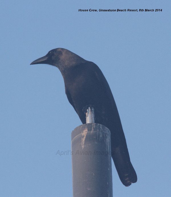 House Crow. This photo was taken the afternoon after our Blue Whale watching trip, the Indian Ocean was quite choppy and I think the camera suffered a little from spray, this picture is a bit misty but the only one I had of House Crow, thankfully the camera dried out overnight.