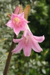 September ~ Gaeden Amarylis ~ Naked Lady