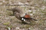 Inca Dove there were lots of different types of Dove, this one was preening after a dust bath