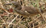 Indian Pond Heron