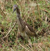 Indian Pond Heron. I ended up taking lots of photos of this very obliging Her on, and it was difficult to decide which ones to keep. These were very common all over Sri Lanka