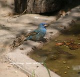 Indigo Bunting, lovely birds and quite common